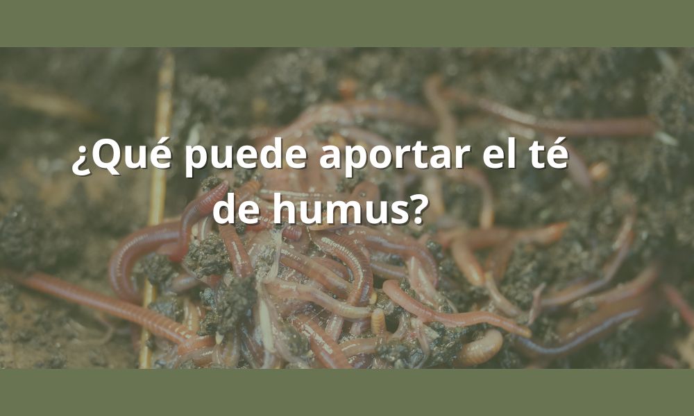 El increíble poder del té de humus de lombriz